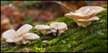 Mushrooms