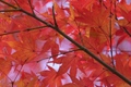 autumn axis