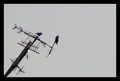 Nusrat's birds or townspeople