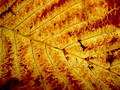 Leaf Abstract