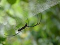 Silky Web