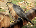 Backyard visitor. What hawk is this?