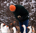 Goose Whisperer