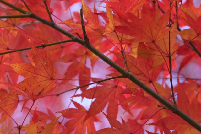 autumn axis