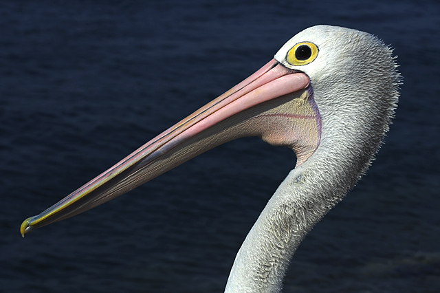 Pelican Profile