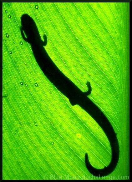 Sinuous Salamander