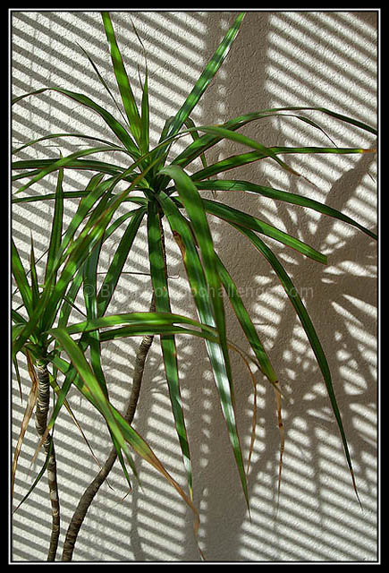 Criminal Houseplant