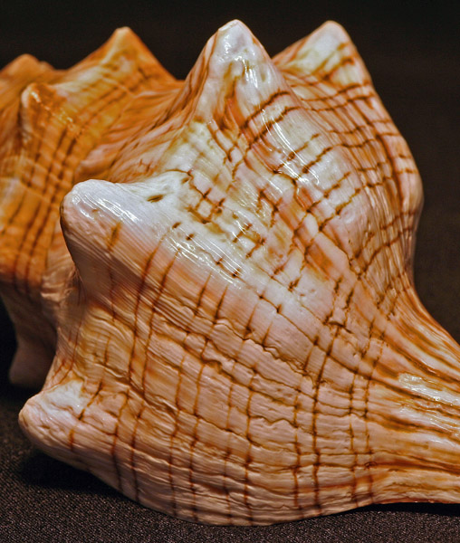 King of Shells