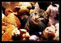 Cute Collection VI