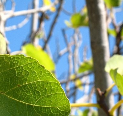 sunny day green