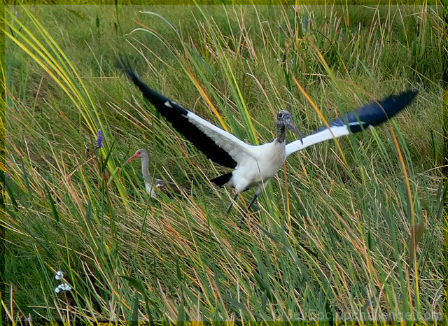 Endangered Wood Stork - protect life's diversity