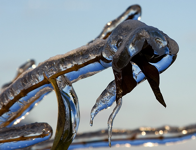 Strangled By Ice