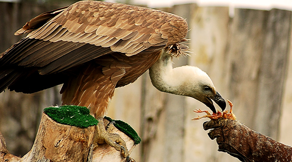 One "bird's" breath,One "bird's" death