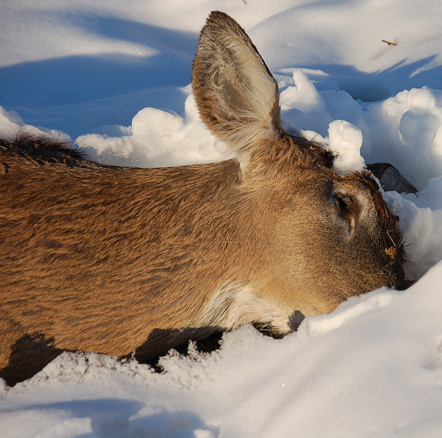 Hard Winter