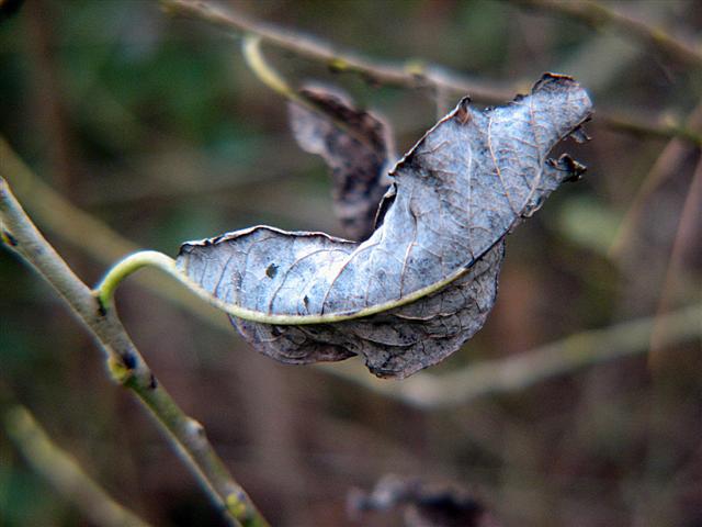 Fall leaf