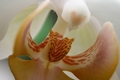 Inside an Orchid