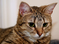 Feline Study III - Behaviour traits - The Stare
