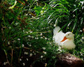Duck at rest