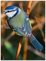 Blue Tit