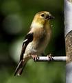 At the Feeder