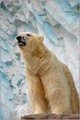 Zoo Polar Bear