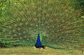 Calling All Peacocks