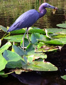 Little Blue Heron