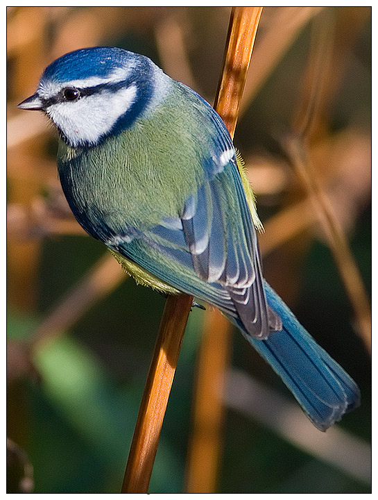 Blue Tit