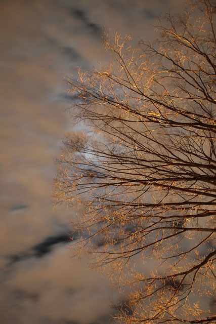 Branching Out