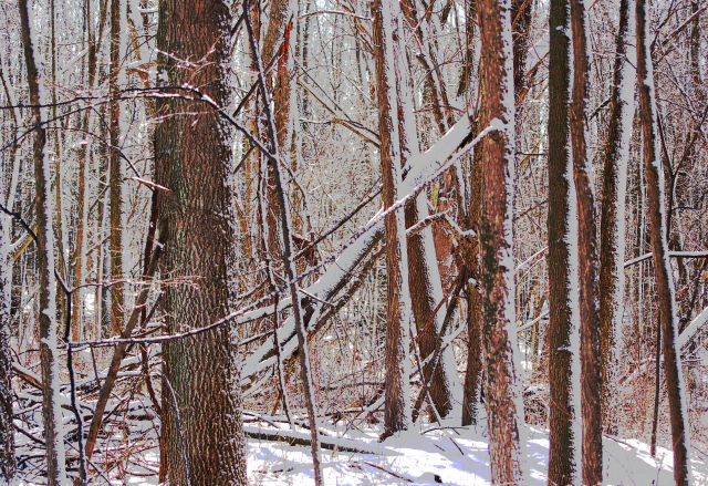 Winter Wonderland