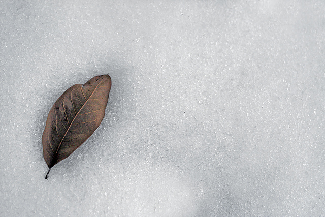 Fall Into Winter