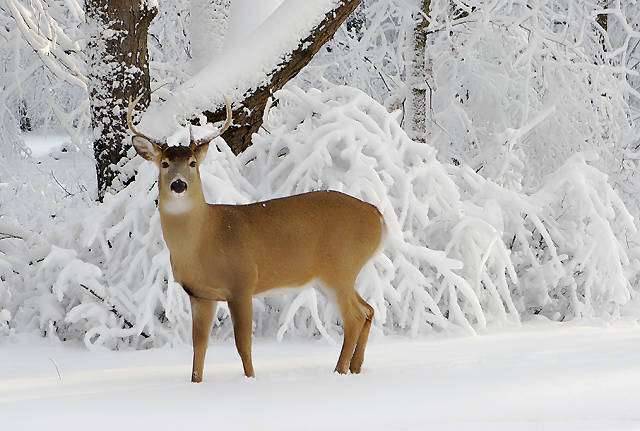 First Snow