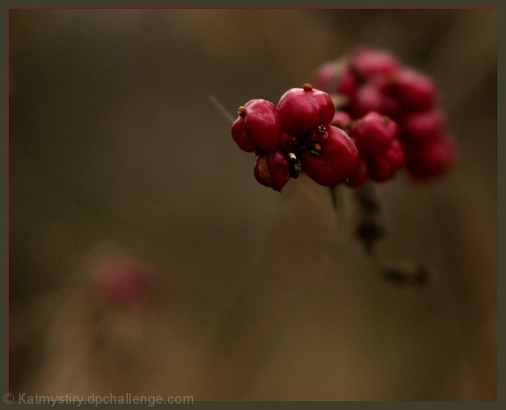 Red Berries