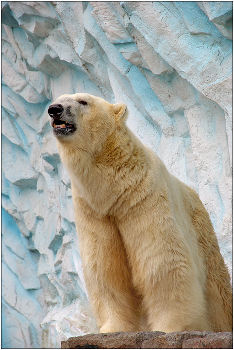 Zoo Polar Bear