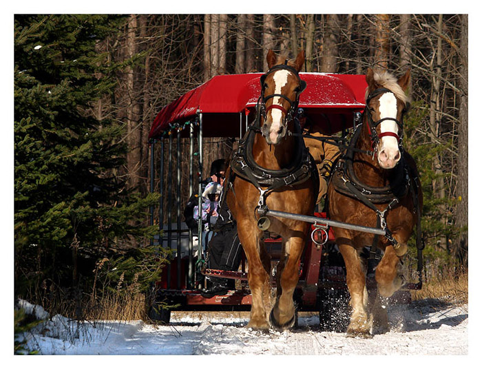 Horsedrawn Holiday Fun