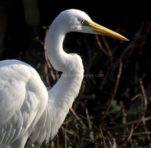 Great White Egret