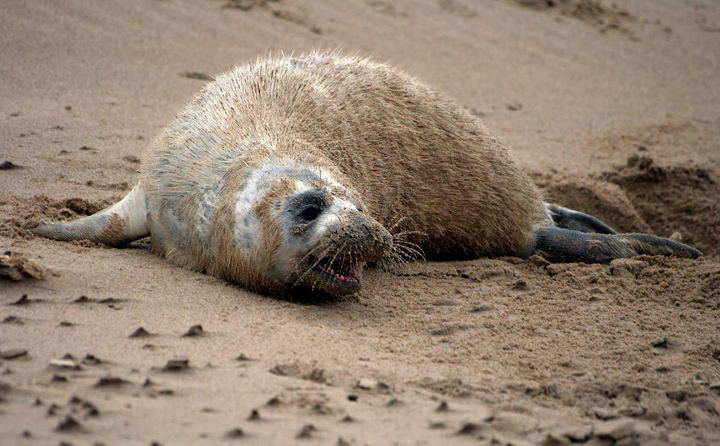 Seal at Spurn Point