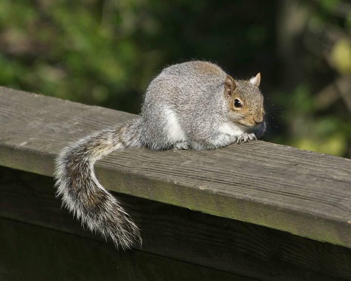 Mr. Squirrel