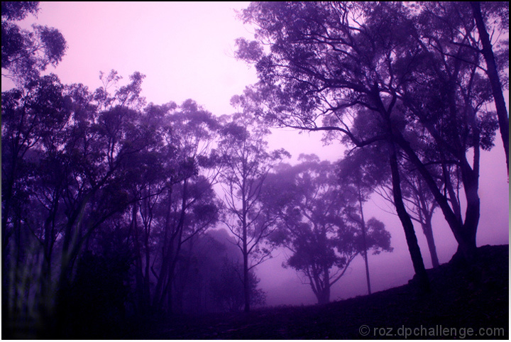 ... purple mist ...
