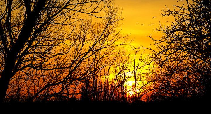 Obscured By Trees
