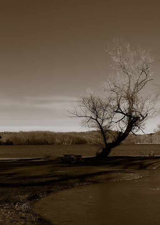 trees and shadows of trees