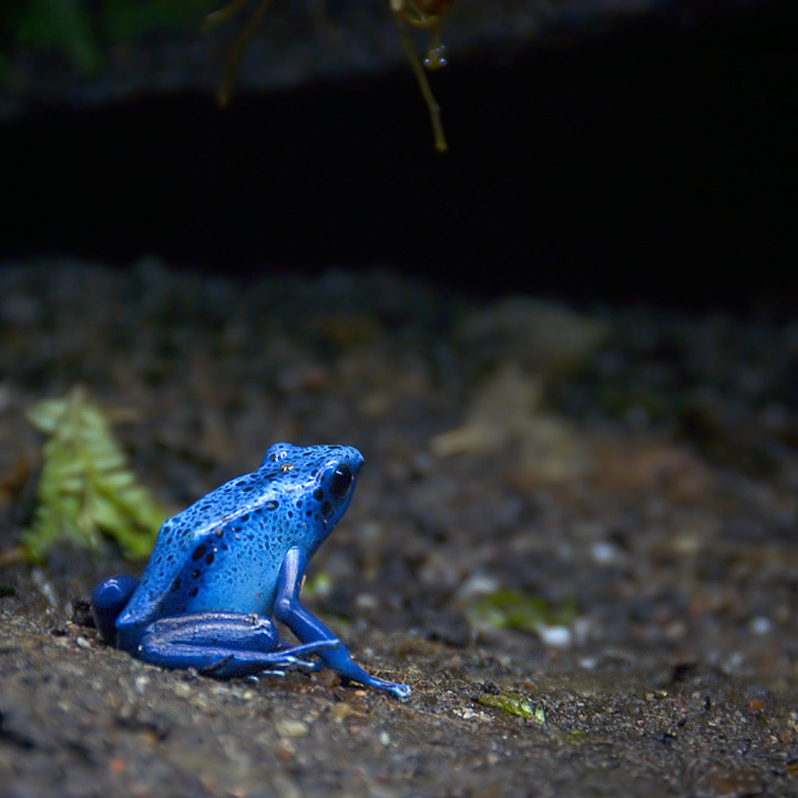 Blue frog AKA Venomous frog