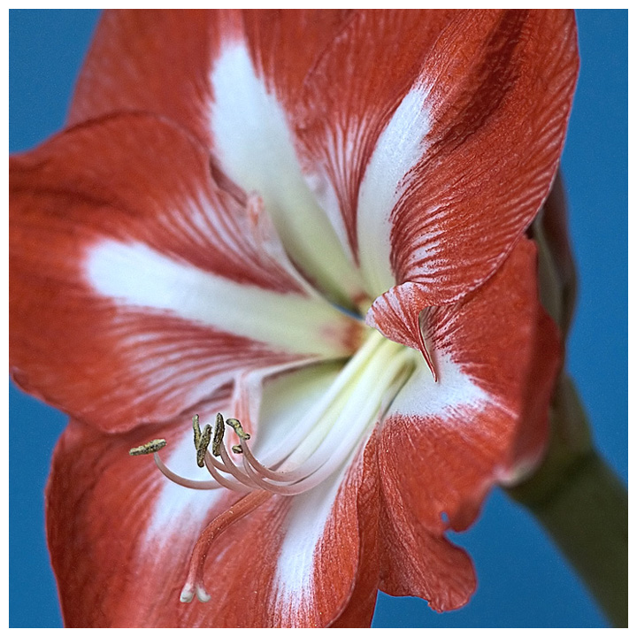 Amaryllis