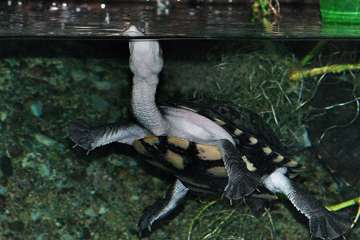 Snake neck turtle