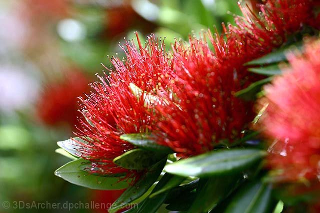 New Zealand Christmas Tree