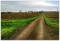 Dirt road, vineyard