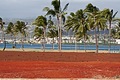 Fresh laid Hawaiian Red Dirt