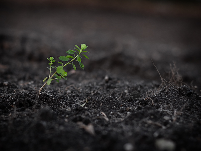 outgrowing the dirt