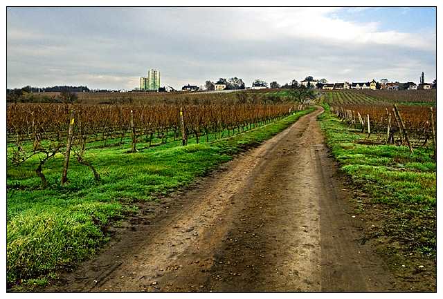 Dirt road, vineyard