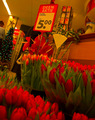 Tulips for sale